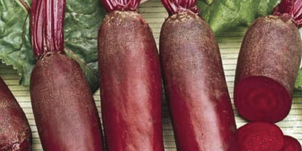 Cylindra Beets